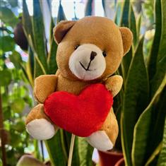 Teddy Bear Pick