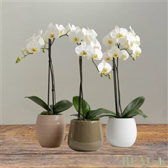 White Phalaenopsis Orchid in Ceramic Pot