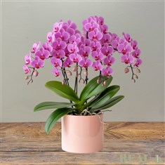 Luxury Phalaenopsis Orchid Arrangement in Ceramic Pot